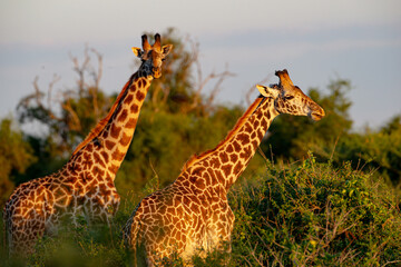 Kenyan Giraffes Maasai Mara Kenya East Africa