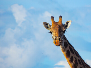 Kenyan Giraffes Maasai Mara Kenya East Africa