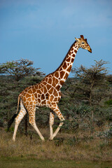 Kenyan Giraffes Maasai Mara Kenya East Africa