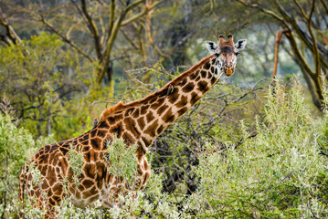 Kenyan Giraffes Maasai Mara Kenya East Africa