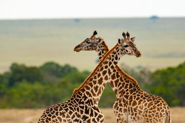 Kenyan Giraffes Maasai Mara Kenya East Africa