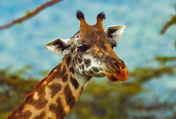 Kenyan Giraffes Maasai Mara Kenya East Africa
