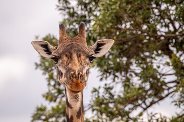 Kenyan Giraffes Maasai Mara Kenya East Africa
