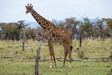 Kenyan Giraffes Maasai Mara Kenya East Africa