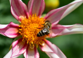 Biene in einer Dahlienbl&uuml;te