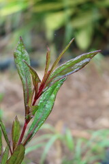 Beautiful medicianl plant Ayapana