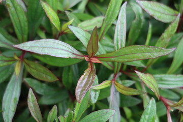 Ayapana plant 