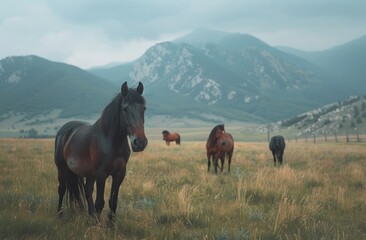 Obraz premium Black and brown colored horses in a valley, beautiful mountains ,aesthetic view