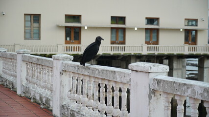 Crow on the pier