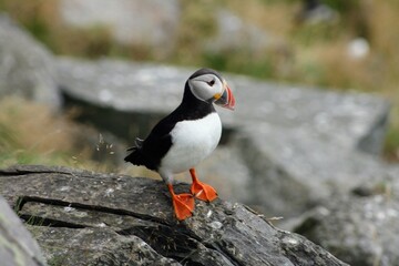 Puffin