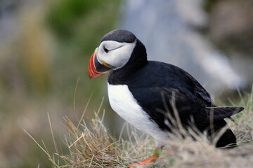 Puffin