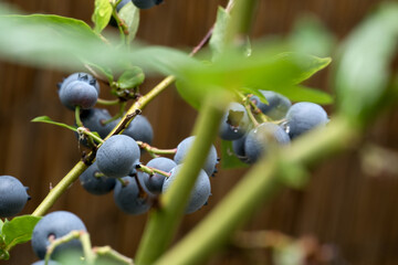 Delicious Blueberry on the branch