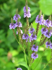 Blue Vervain