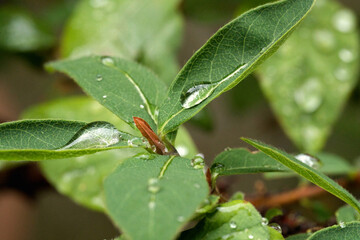 Water droplets on leaves of a blueberry plant