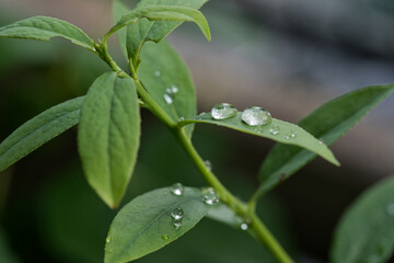 Drops of water lie on the leaves