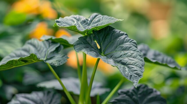 Close-up of a rare Alocasia with its upright, sword-like leaves