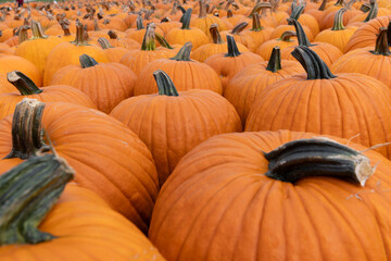Lots of fall pumpkins at the pumpkin patch