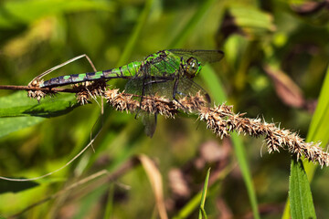 Close up to Dragonfly
