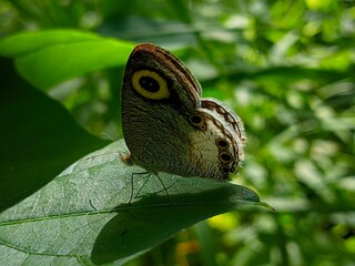 butterfly on leaf