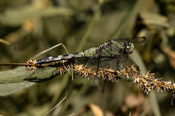Dragonfly 