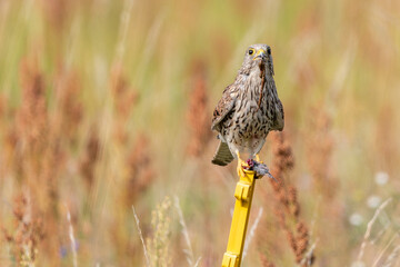 Fototapeta premium Turmfalke