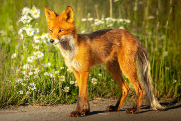 a wild fox on a grass background