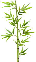 Obraz premium Bamboo tree, plant leaf, stem, and stick, Hyperrealistic , highly detailed, Isolated on transparent background, Png file