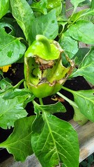 slug eating peppers