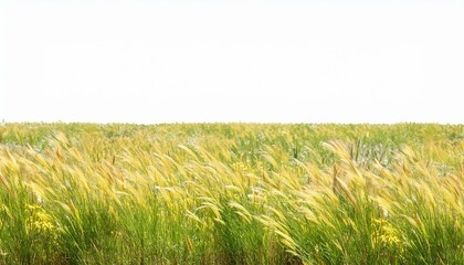 field of prairie dropseed sporobolus heterolepis grass isolated png on a transparent background perfectly cutout high resolution frontal