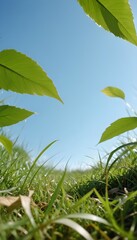 Fresh green grass and a clear blue sky