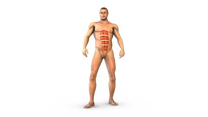 Human Muscular Systrm rectus abdominis muscles