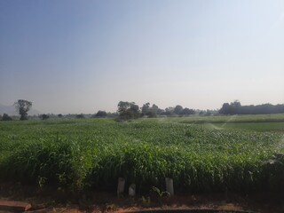 Agricultural farm land in Rajasthan, India