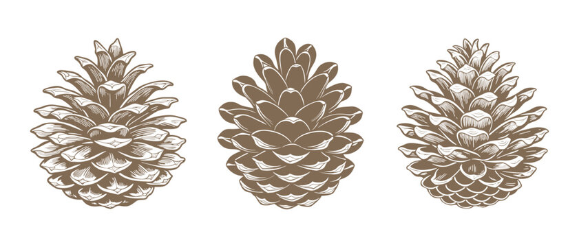Drawn pine cones on a white background. Set of fir cones. Symbols, design elements
