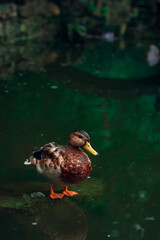 decorative park land pool with duck animal theme wild life portrait vertical photography in low key lighting