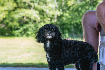 2024-07-14 PROFILE SHOT OF A SMALL CURLY BLACK DOG WITH BRIGHT EYES WITH THE OWNERS KNEES IN THE SHOT FOR PERSPECTIVE AND A NICE GREEN BACKGROUND IN STANWOOD WASHINGTON