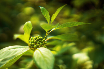 Green dendropanax morbiferus fruits cluster close-up photo of a small green fruit cluster of the...