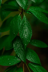 vertical picture garden green ordinary foliage in water drop after rain in shadow lighting of a trees