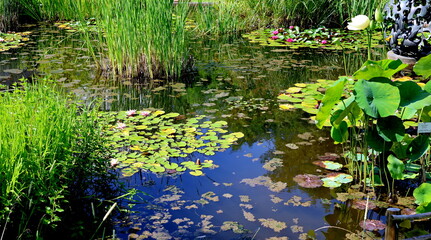 Seerosenteich im Botanischen Garten in Freiburg im Sommer