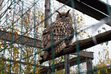 an adult owl sits in a cage in a zoo