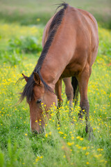 brown horse grazes in meadow with yellow flowers