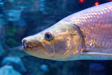 a predatory Goliath tiger fish swims in a large aquarium