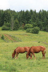Obraz premium beautiful brown horses graze on a pasture in the mountains and eat grass