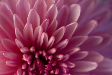 close up of a beautiful pink chrysanthemum flower in the garden