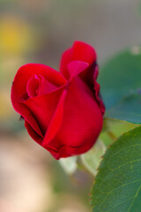 beautiful red rose growing in the garden