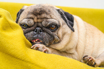 old pug lying on the sofa, a ray of sunshine