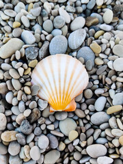 sea shell on pebbles in the middle of the beach on the seashore