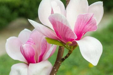 Obraz premium close up of beautiful pink magnolia flowers in the garden
