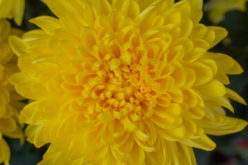 close up of a beautiful yellow chrysanthemum flower in the garden