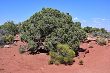 Juniper Tree - Juniperus pinchotii - on White Rim Overlook Trail in Canyonlands National Park, Utah...