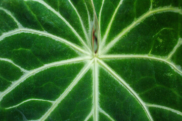 close-up texture and fibers, veins on a leaf